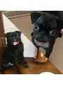 プリュム(plume)&nbsp;我が家で飼っている2匹の黒パグ♪