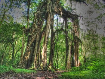 アジアンリラクゼーション ヴィラ 大橋店(asian relaxation villa)/バリ島ガジュマルの木