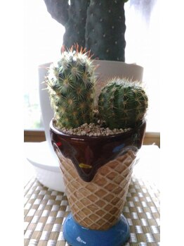 燕健友館健和堂/癒しのサボテンがお出迎え