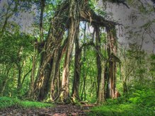 アジアンリラクゼーション ヴィラ 福岡東店(asian relaxation villa)/バリ島ガジュマルの木