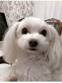 アードゥ(Aadoo) りゅう ちゃん