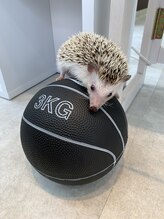 まじめ整体/看板ハリネズミ”まじまる”