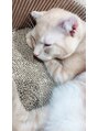 ぱなぷり 猫を見てると癒されます(o^^o)