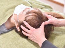 プロテア(Protea)/