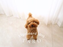 ラヴィ(La vie)の雰囲気（#看板犬の太郎#セラピードッグがいるサロン#癒し担当#お出迎え犬）