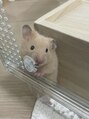 リラクプラス(RELAXPLUS+) ハムスターに癒されています！動物だいすきです！