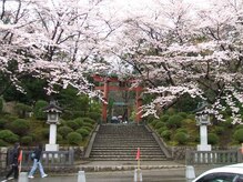 燕健友館健和堂/弥彦神社の桜