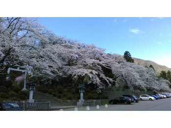 燕健友館健和堂/弥彦神社の桜