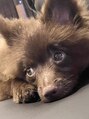 アイリス(AIRIS) 犬が好きです。