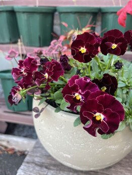 ECHINACEA【エキナセア】/季節のお花でお出迎え