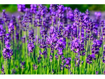 ハワイアンフォレストSpa 渋谷本店/アロマ精油のこだわりチョイス