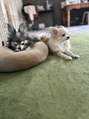 バンビ(Bambi) 愛犬が1番の癒し!!!