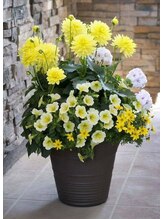 プチローズ/求婚の春の花が咲き始め心明朗♪