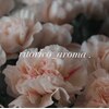 リトリコ アロマ(ritorico_aroma)のお店ロゴ