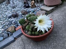 たにあん/今年もサボテン咲いてくれました