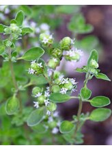 ハワイアンフォレストSpa 渋谷本店/アロマ精油のこだわりチョイス