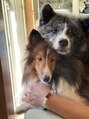 カメリア(Camellia)&nbsp;秋田犬とシェルティー私の可愛い家族です！