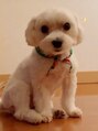 ディト 仙台クリスロード店(ditto)&nbsp;実家でマルチーズ飼ってます［仙台/まつげパーマ/眉/青葉区］
