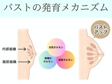 内部組織が成熟するほど、バストは大きくなる！！