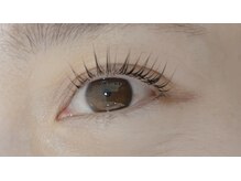 ルピナス(Lupinus)/パリジェンヌ