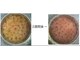 アミュレット(AMULET)の写真