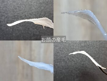 テリー(Terry)/フェイシャルワックス