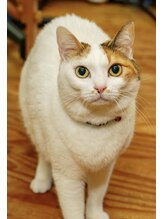 猫がいます整体 看板娘 スー