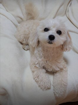 ファインララ(fine lala)/看板犬のルル