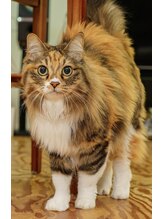 猫がいます整体 看板娘 ニコ