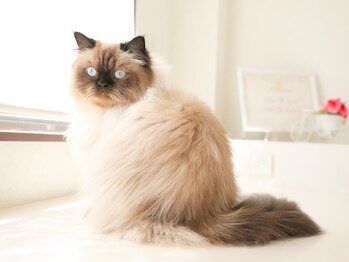 アリスビューティー(AliceBeauty)/たぬき風看板猫1　レア度★