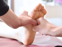 プロテア(Protea)/