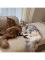 ミアン(Mien)&nbsp;大好きな飼い猫たちです^._.^