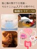 脳腸相関【脳腸セラピー50】男性可／お腹がデリケート、自律神経調え 腸活