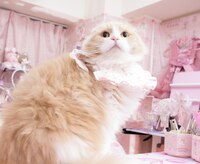 マロンズルーム(marron's room)