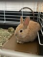 ラヴィアン 名古屋大須店(La vie en)&nbsp;うさぎさん飼ってます！