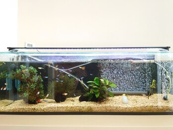 さくらもと整骨院/受付前熱帯魚
