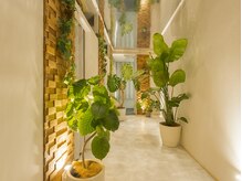 仙豆のちから 横浜関内店の雰囲気（緑いっぱいの店内で癒しを[ドライヘッドスパ/横浜関内/肩こり]）