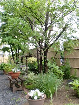 アイズ/隠れ家個人サロン店内庭風景