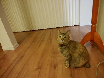 パーソナルサロン レイメリア/猫スタッフ「メリー」12歳女の子