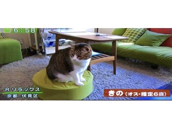 Rリラックス/看板猫