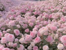 ワイワイ(yy)/春