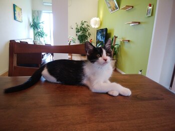 パーソナルサロン レイメリア/猫スタッフ「あずき」7歳女の子