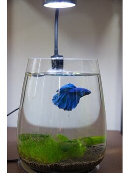 インヴィゴレート(invigorate)/水槽