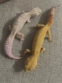 ノアル 八尾(NOALU)&nbsp;爬虫類大好きで、ヒョウモントカゲモドキを飼ってます！