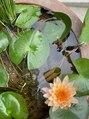 アリエス 池袋&nbsp;家にたくさんメダカがいます。