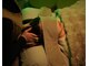 眠りの木の写真/現代人の悩み！頭のだる重さ、首肩のハリ、睡眠の質をスッキリ解消★いつも頑張る自分へのご褒美に♪