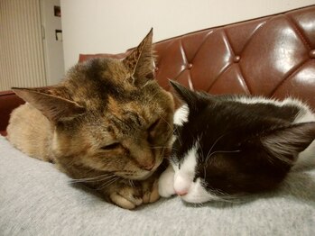 パーソナルサロン レイメリア/猫スタッフも出勤することも?