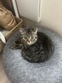 住吉鍼灸院&nbsp;愛猫です。超甘えん坊な男の子で毎日の癒しです