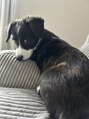 ムニムサン(0203 munimusan)&nbsp;コーギー飼ってます！