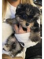 エーリオ(YELLIO) 愛犬が2匹おります！こちらはエルちゃん。今ではムッチリボディ